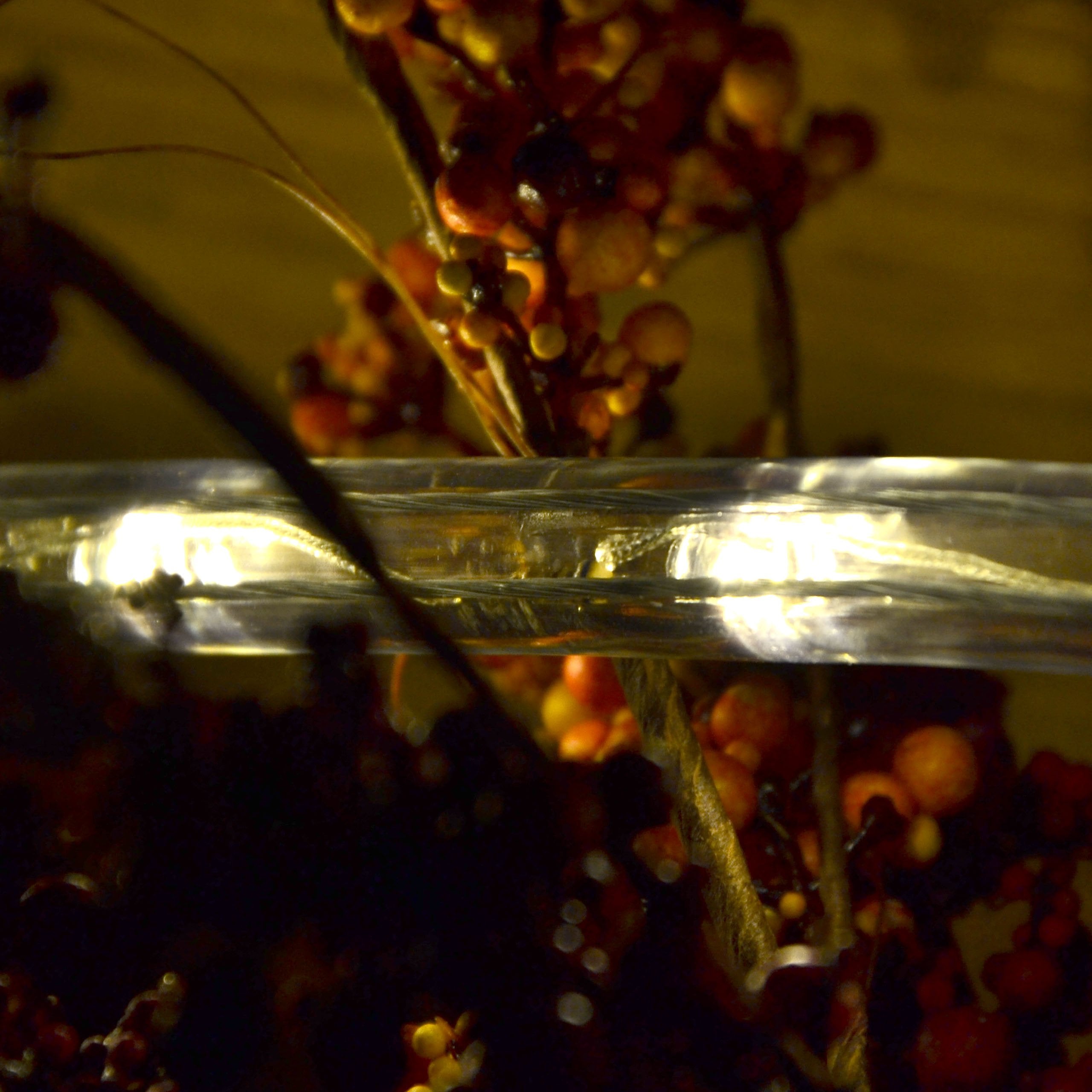 Nipach GmbH 10m 240 LED Lichterschlauch Lichtschlauch warm-weiß – Innen- und Außenbereich – energiesparende